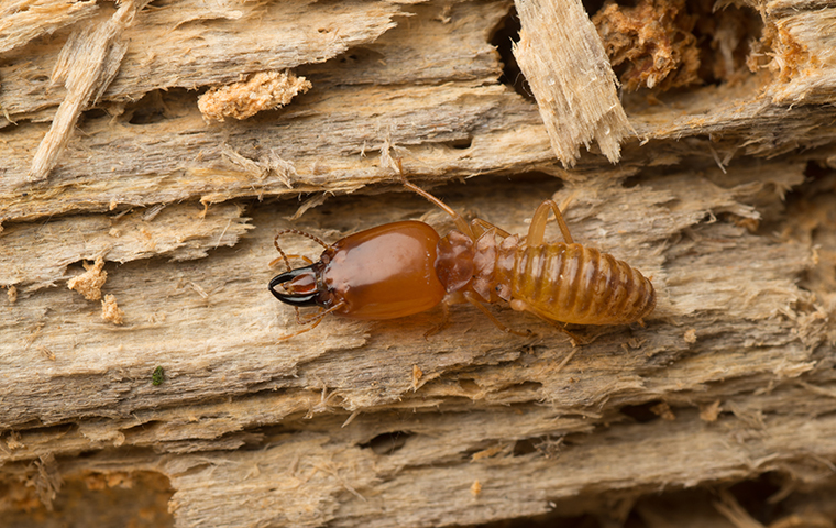 Communication and Social Structure of Termites