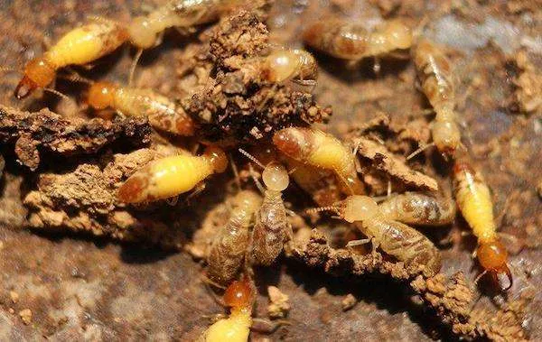 The Significance of Termite Sounds
