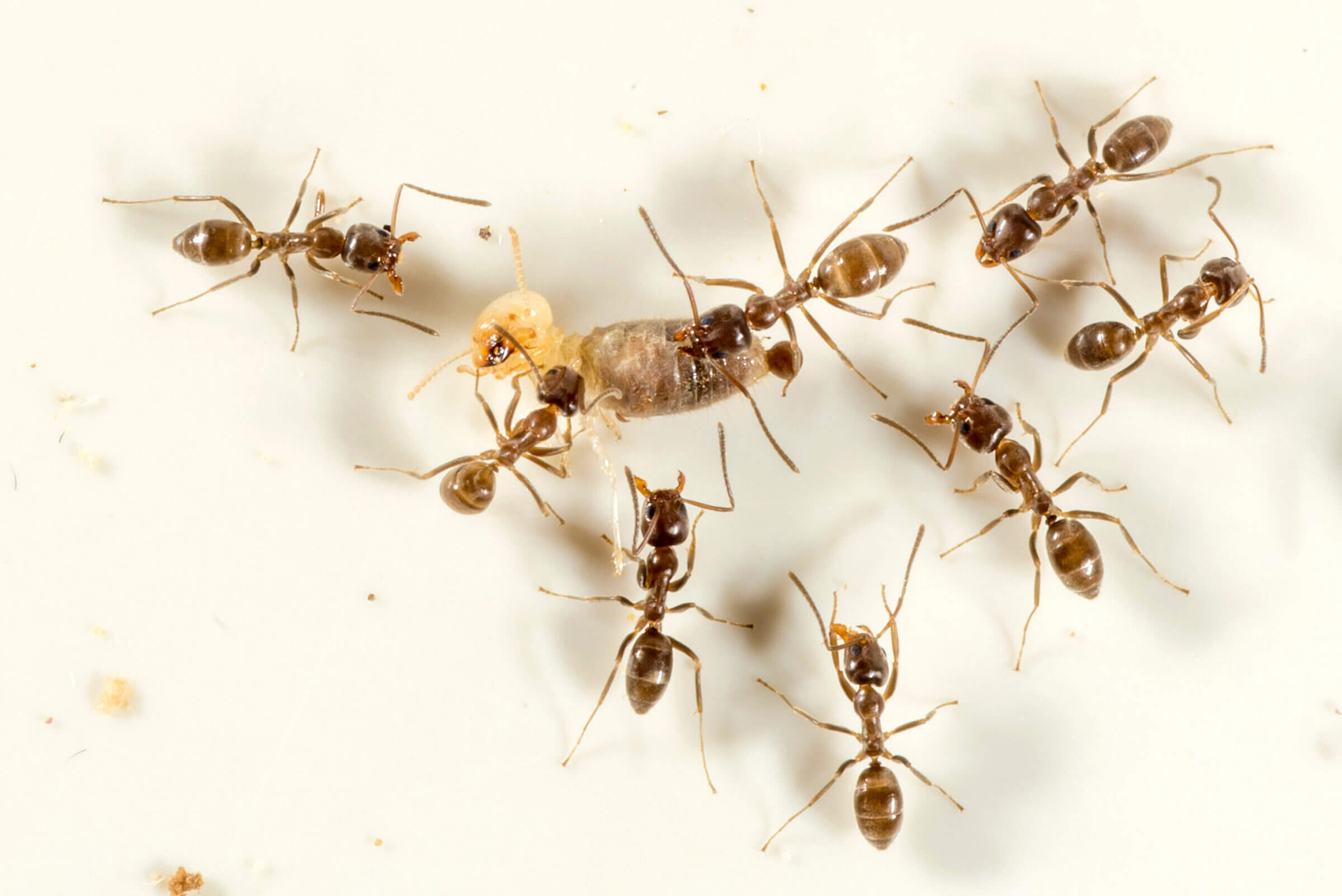 Do Ants Eat Termites
