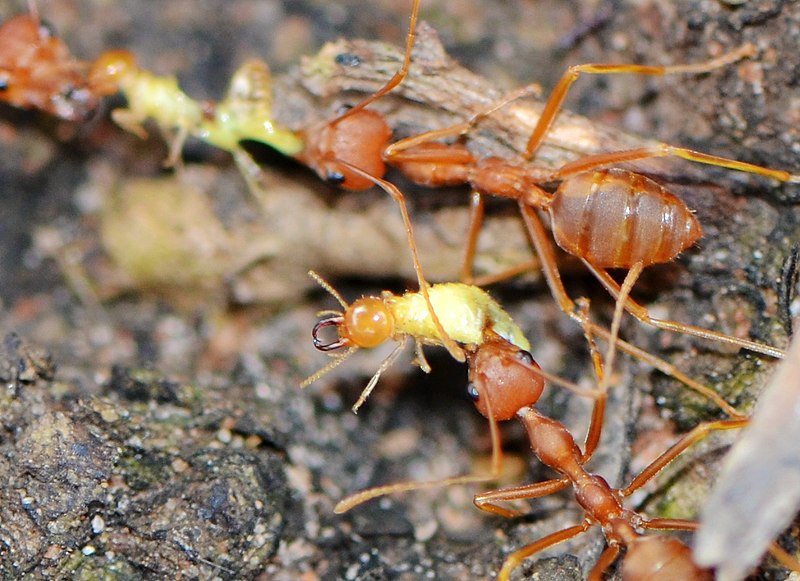 Characteristics of Ants and Termites