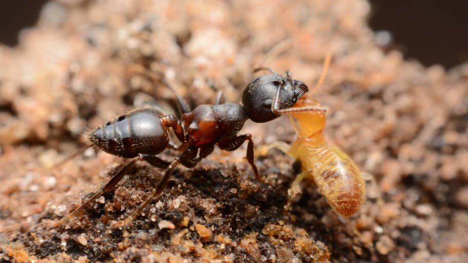 The Role of Termites in Ant Colonies