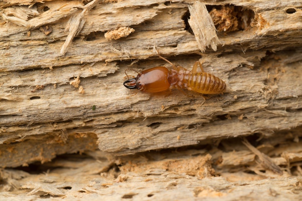 Signs and Prevention of Termite Damage