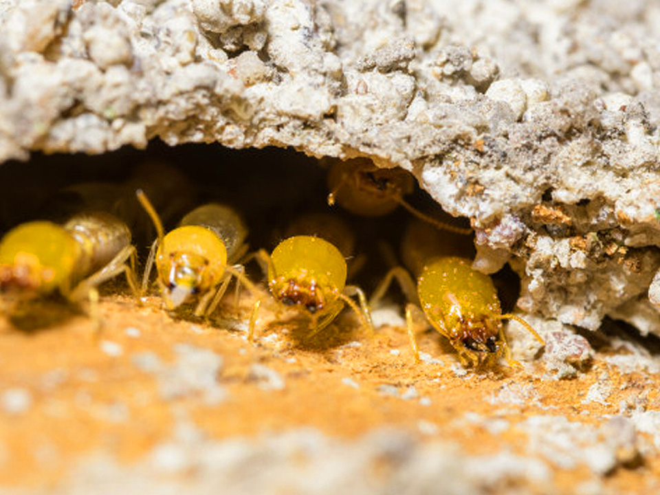 Termites as Pets