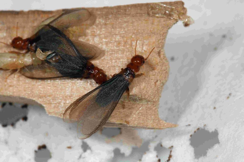 Differentiating Between Termite Castes