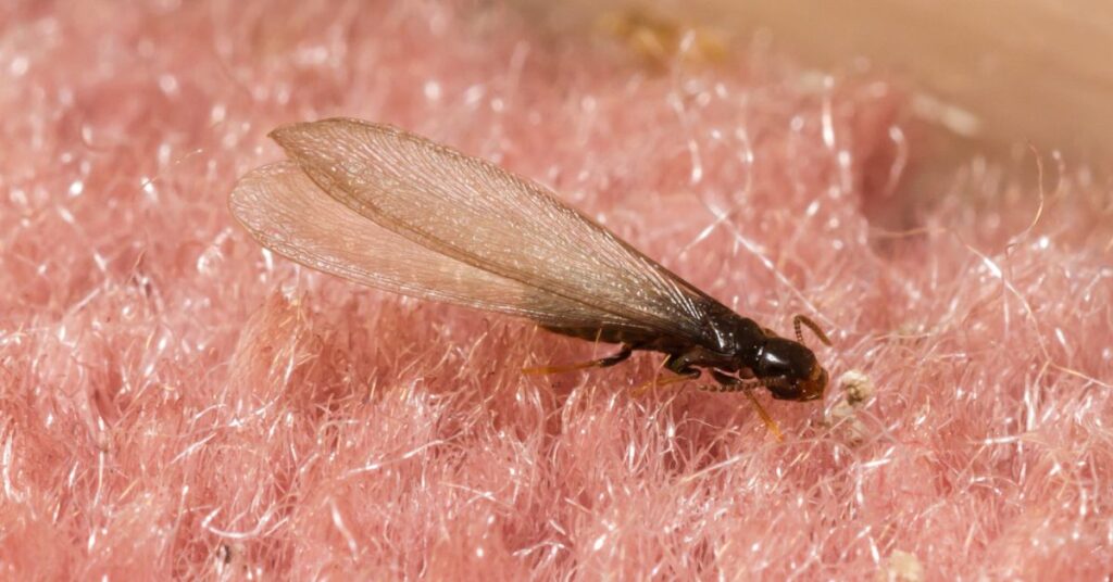 Common Misconceptions About Termite Wings