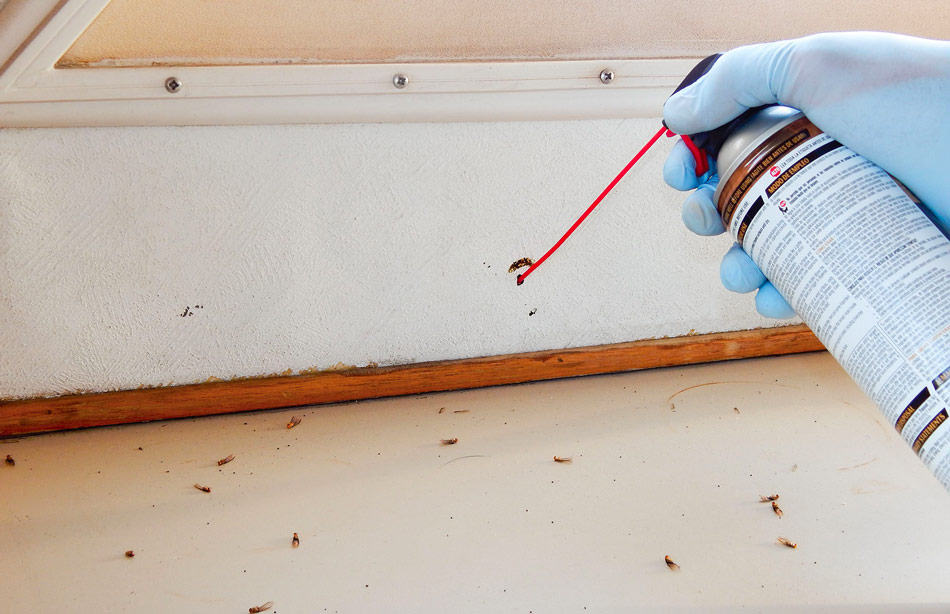 Debunking the Myth: Does Bleach Kill Termites