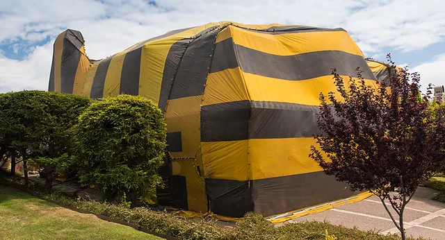 What are some signs that indicate the need for termite tenting