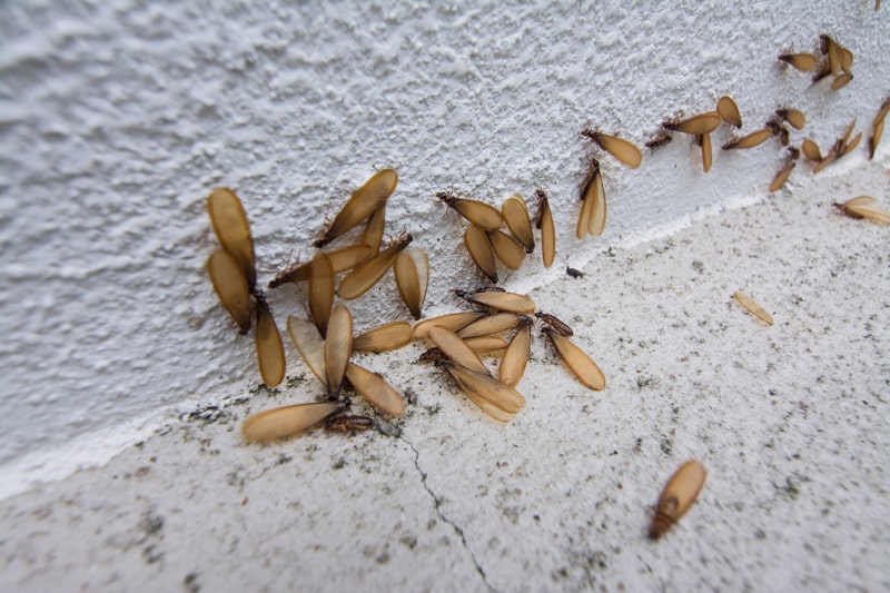 Identifying Flying Termites