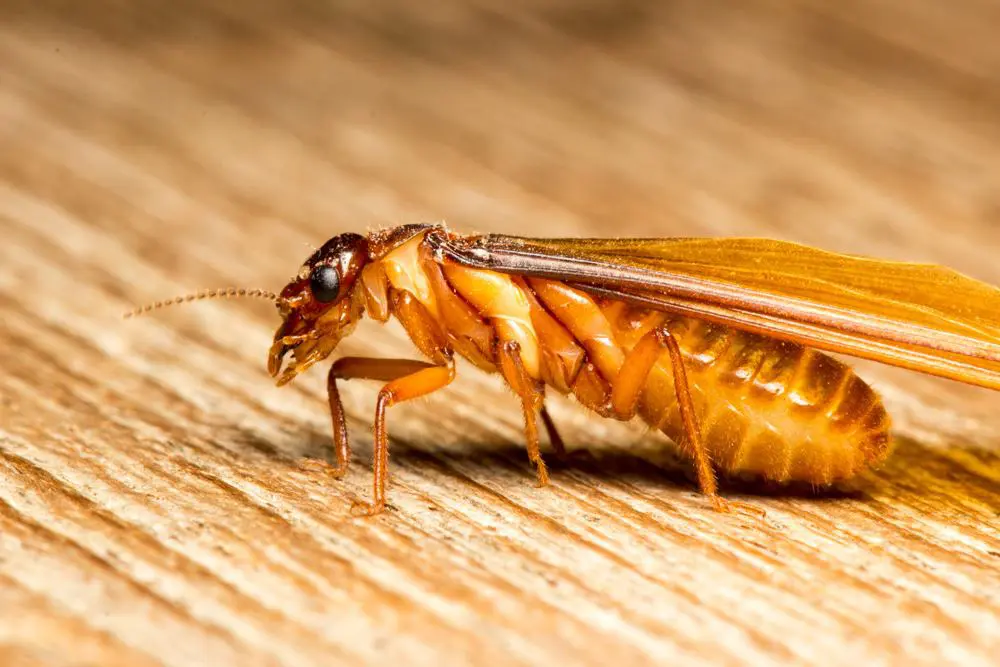 What are the Preventive Measures after Termite Elimination