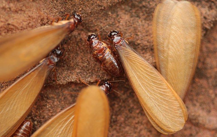How to Identify Termite Swarmers