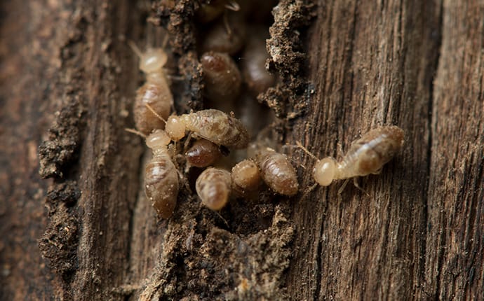 Building Maintenance and Termite Prevention