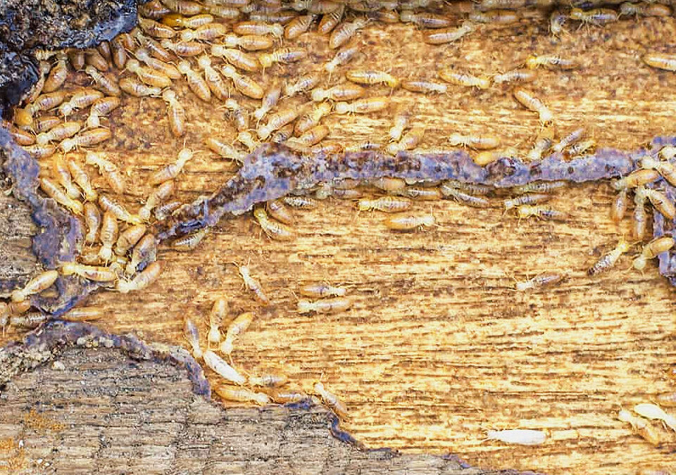 Understanding Termite Behavior and Damage