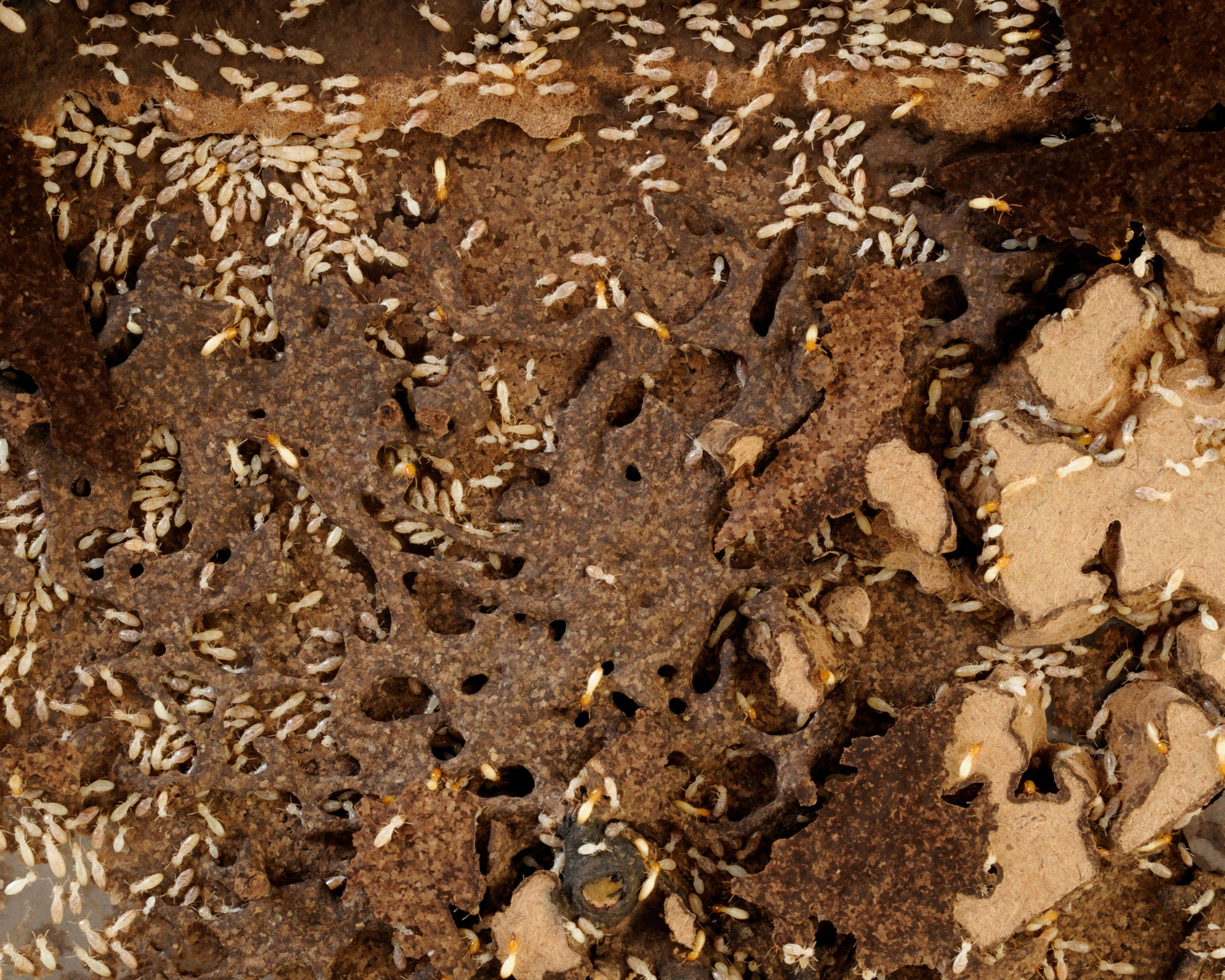 What Do Termite Holes Look Like