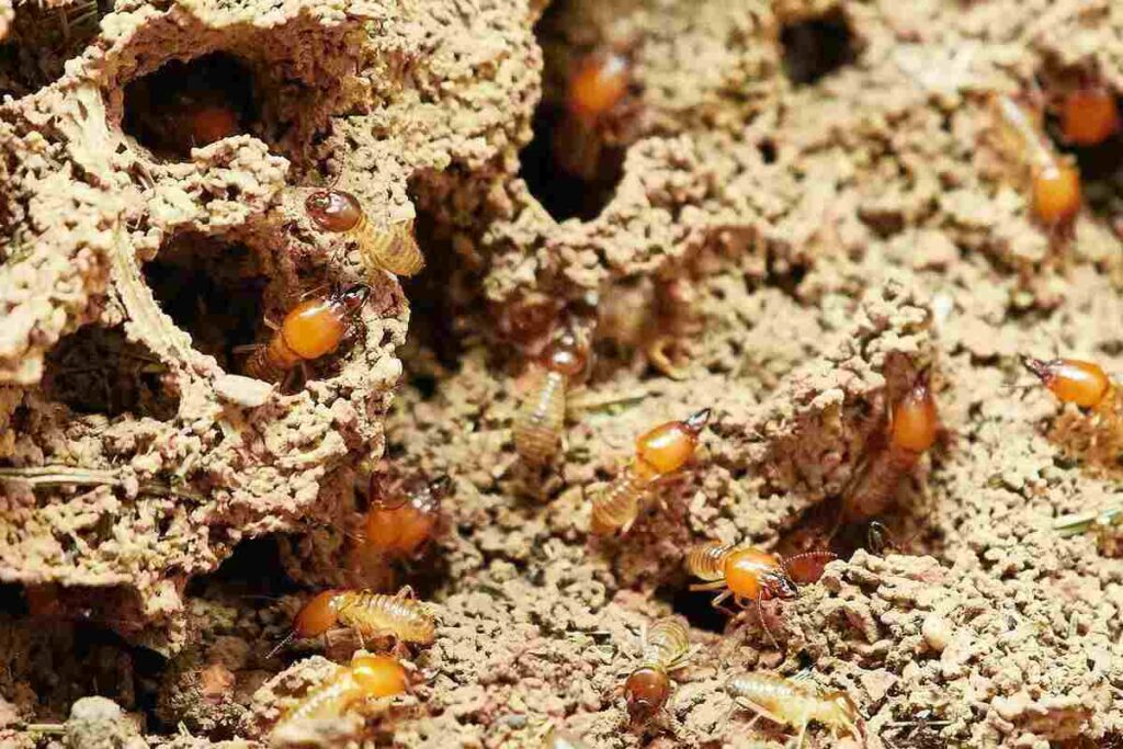 Termite Castes and Roles