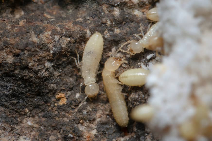 How to Identify Termites