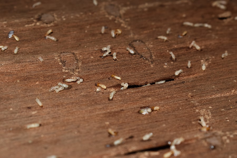 What Is A Termite Bond