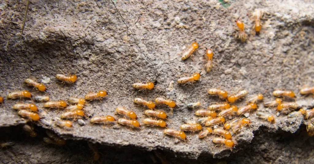 Natural Habitat of Termites