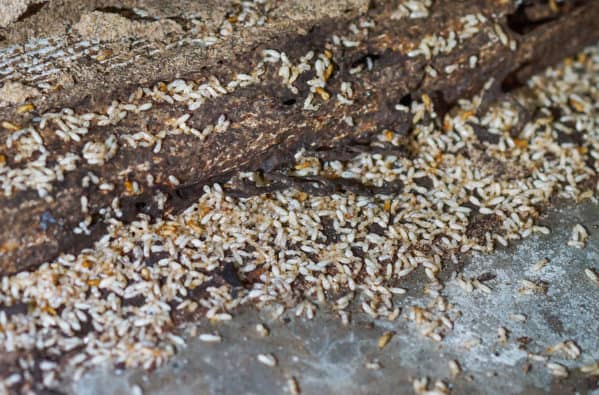 What is Termite Season