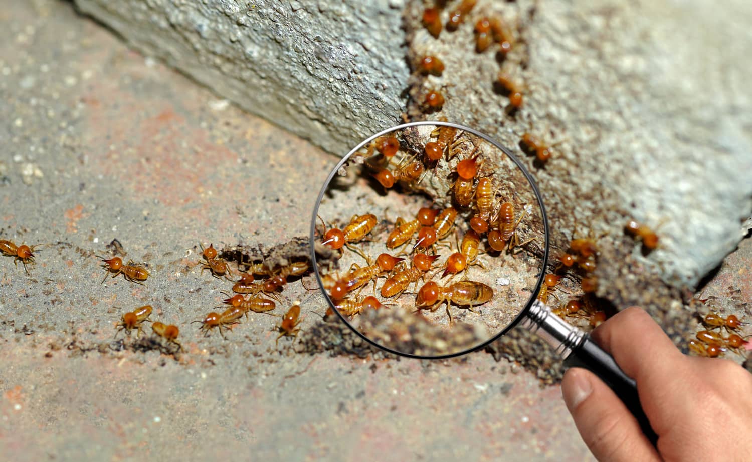 Where Do Termites Come From